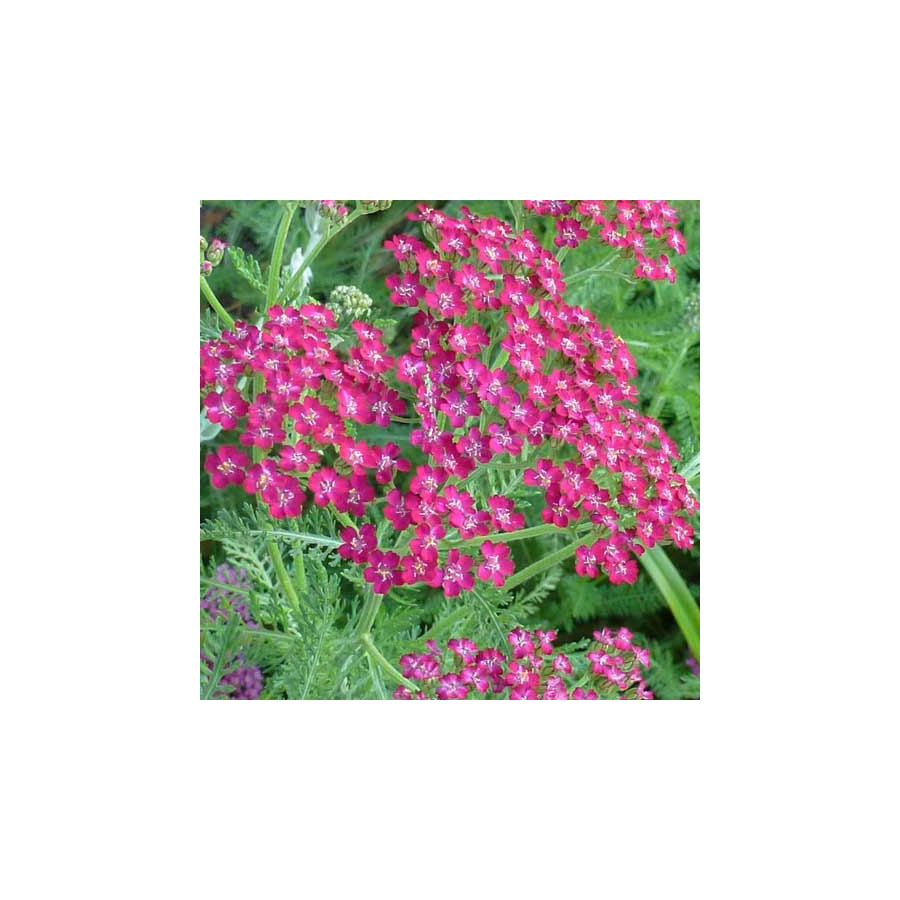 plantes-vivaces-achillea-millefolium-cassis-achillee-millefeuille-en-vente-pepiniere-lepage-