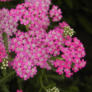 plantes-vivaces-achillea-millefolium-cerise-queen-achillee-millefeuille-en-vente-pepiniere-lepage-
