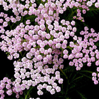 plantes-vivaces-achillea-millefolium-lilac-beauty-achillee-millefeuille-en-vente-pepiniere-lepage-