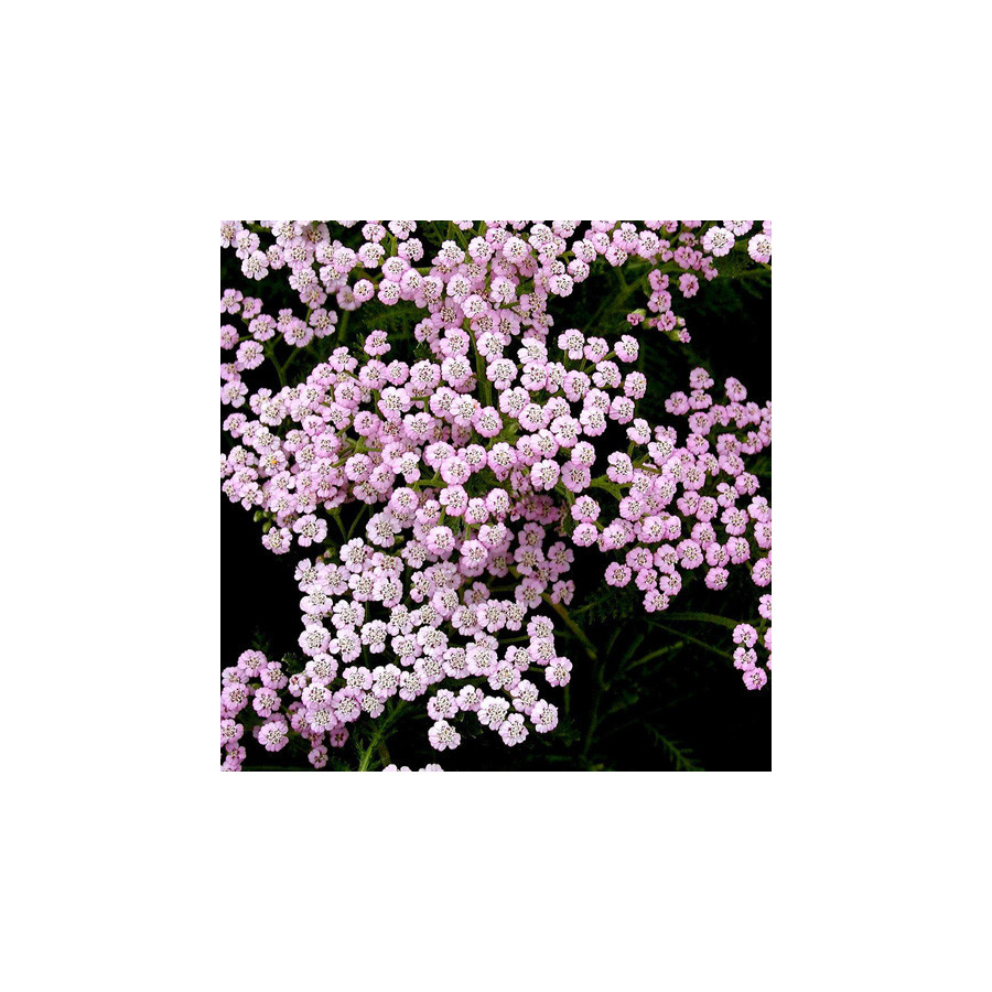 plantes-vivaces-achillea-millefolium-lilac-beauty-achillee-millefeuille-en-vente-pepiniere-lepage-