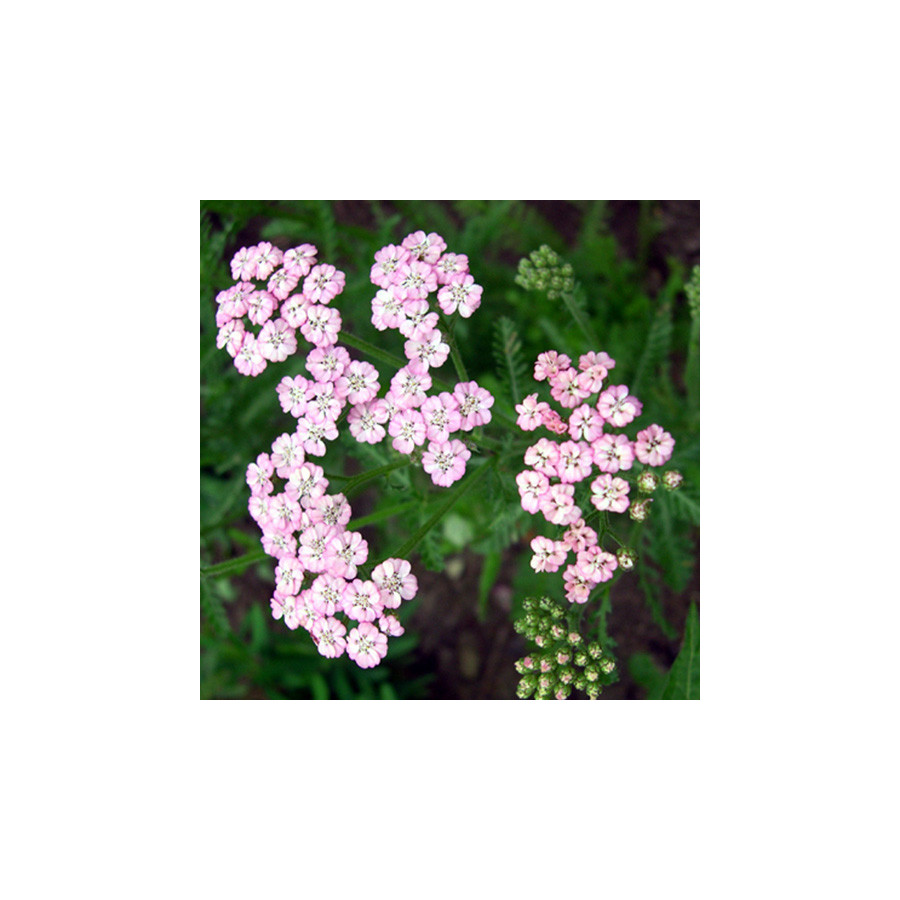 plantes-vivaces-achillea-millefolium-lilac-beauty-achillee-millefeuille-en-vente-pepiniere-lepage-
