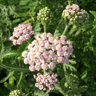 plantes-vivaces-achillea-millefolium-lilac-beauty-achillee-millefeuille-en-vente-pepiniere-lepage-