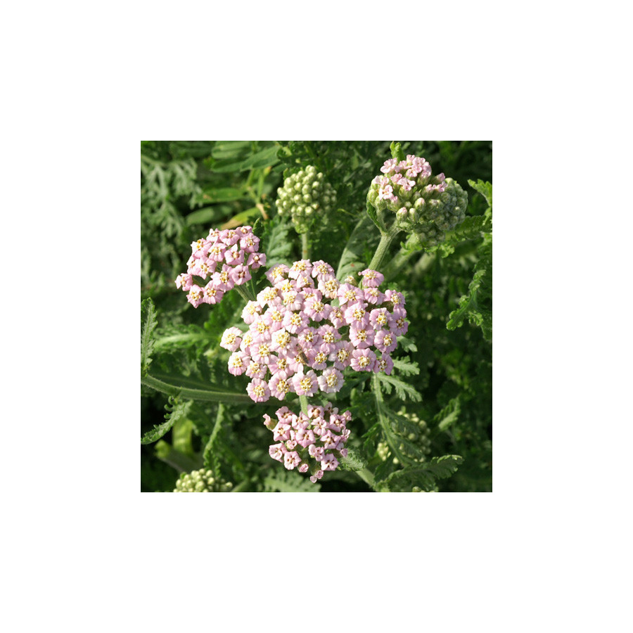 plantes-vivaces-achillea-millefolium-lilac-beauty-achillee-millefeuille-en-vente-pepiniere-lepage-