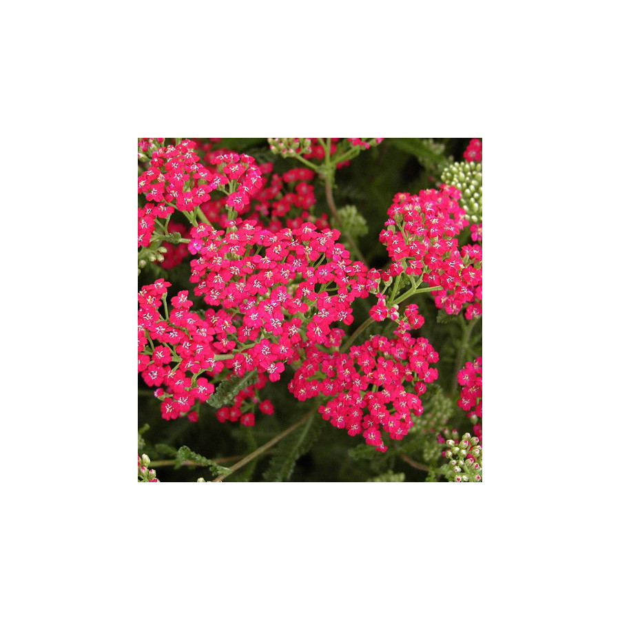 plantes-vivaces-achillea-millefolium-red-beauty-achillee-millefeuille-en-vente-pepiniere-lepage-
