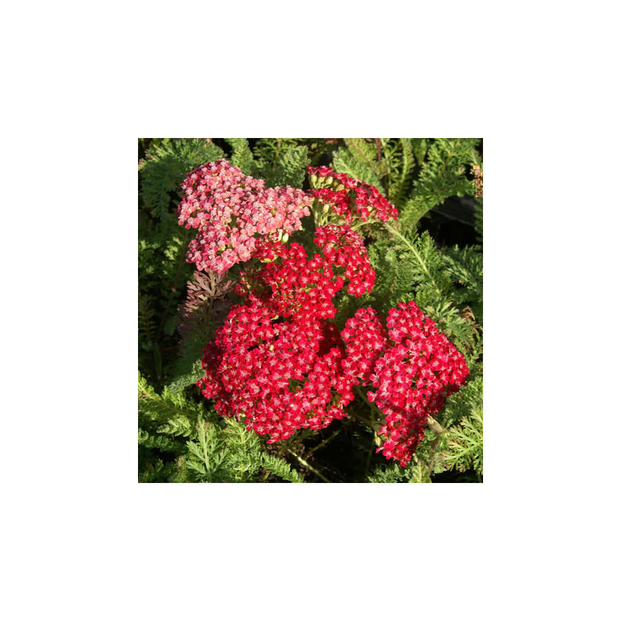 plantes-vivaces-achillea-millefolium-red-velvet-achillee-millefeuille-en-vente-pepiniere-lepage-