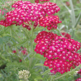 plantes-vivaces-achillea-millefolium-sammetriese-achillee-millefeuille-en-vente-pepiniere-lepage-