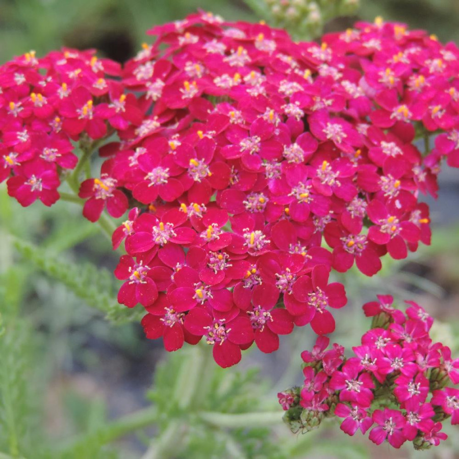 plantes-vivaces-achillea-millefolium-sammetriese-achillee-millefeuille-en-vente-pepiniere-lepage-