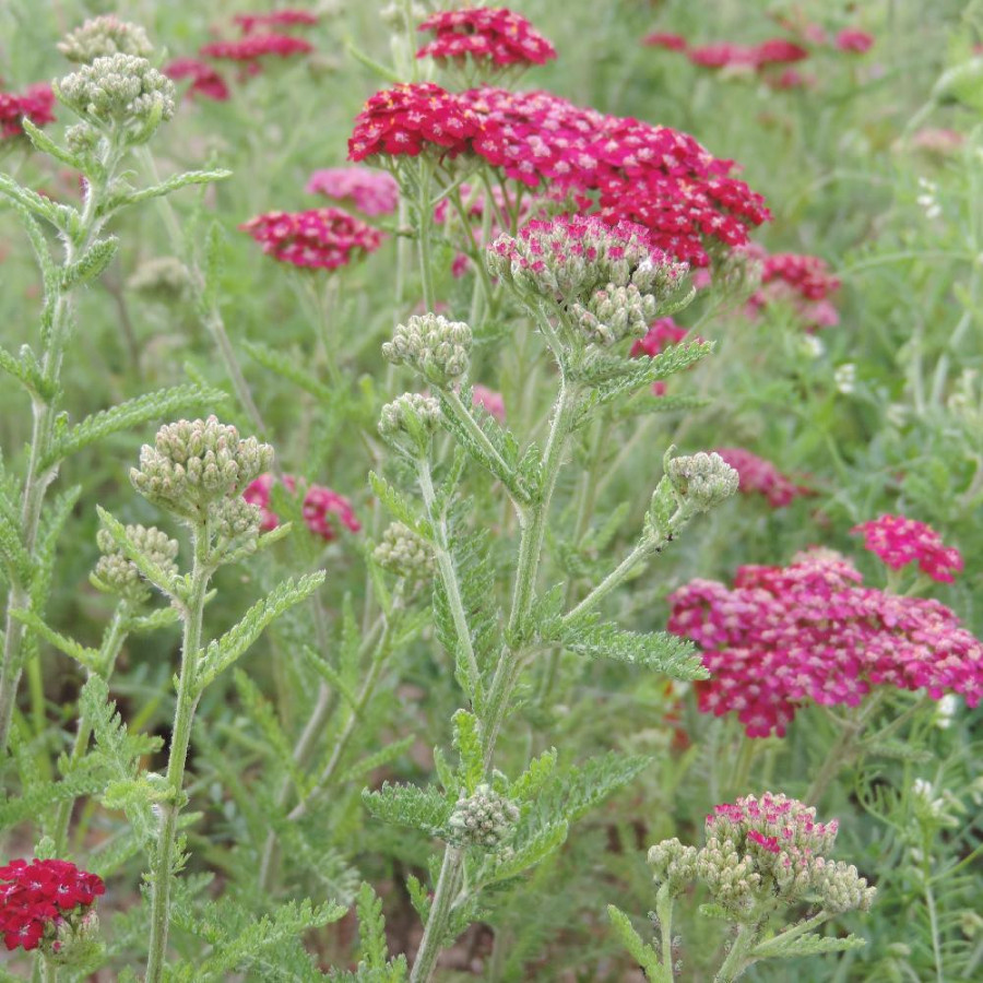 plantes-vivaces-achillea-millefolium-sammetriese-achillee-millefeuille-en-vente-pepiniere-lepage-