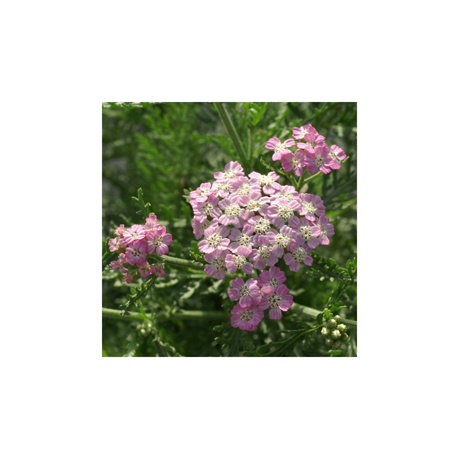Plantes Vivaces ACHILLEA millefolium 'Wonderful Wampee' - Achillée millefeuille en vente - Pépinière Lepage .