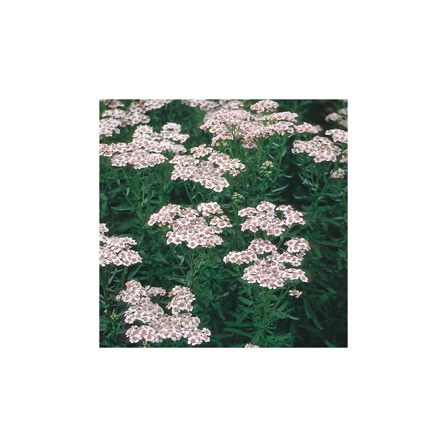 plantes-vivaces-achillea-sibirica-love-parade-achillee-de-siberie-en-vente-pepiniere-lepage-