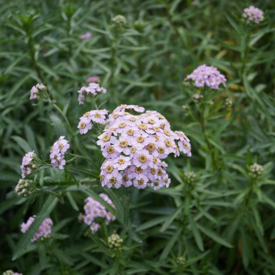 plantes-vivaces-achillea-sibirica-love-parade-achillee-de-siberie-en-vente-pepiniere-lepage-