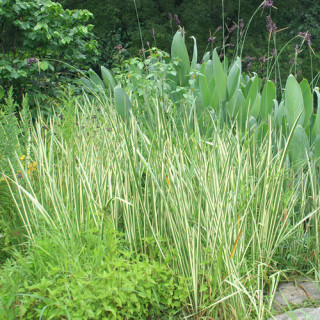plantes-vivaces-acorus-calamus-variegatus-acore-en-vente-pepiniere-lepage-