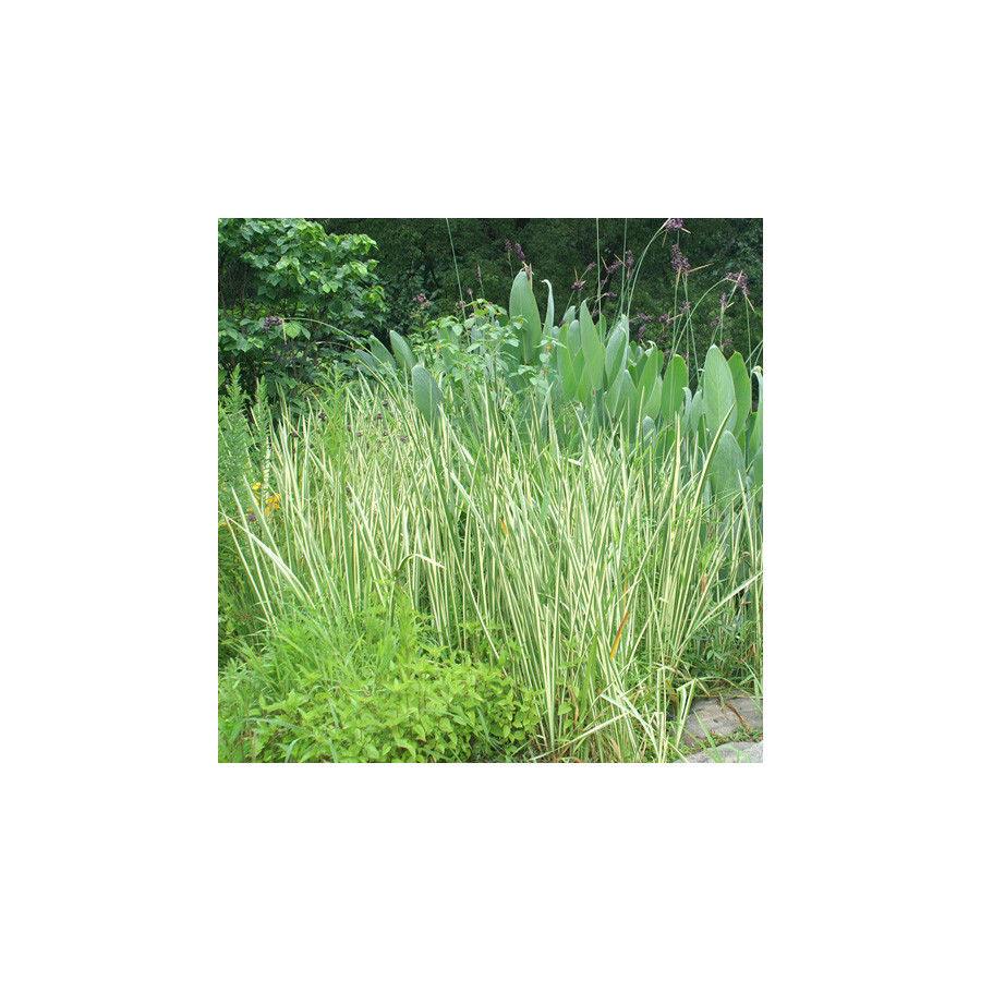 plantes-vivaces-acorus-calamus-variegatus-acore-en-vente-pepiniere-lepage-