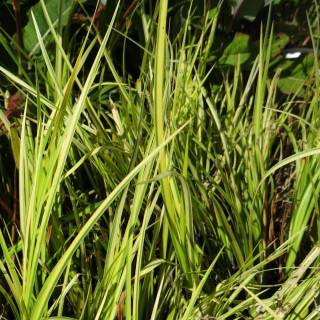 plantes-vivaces-acorus-gramineus-ogon-acore-en-vente-pepiniere-lepage-