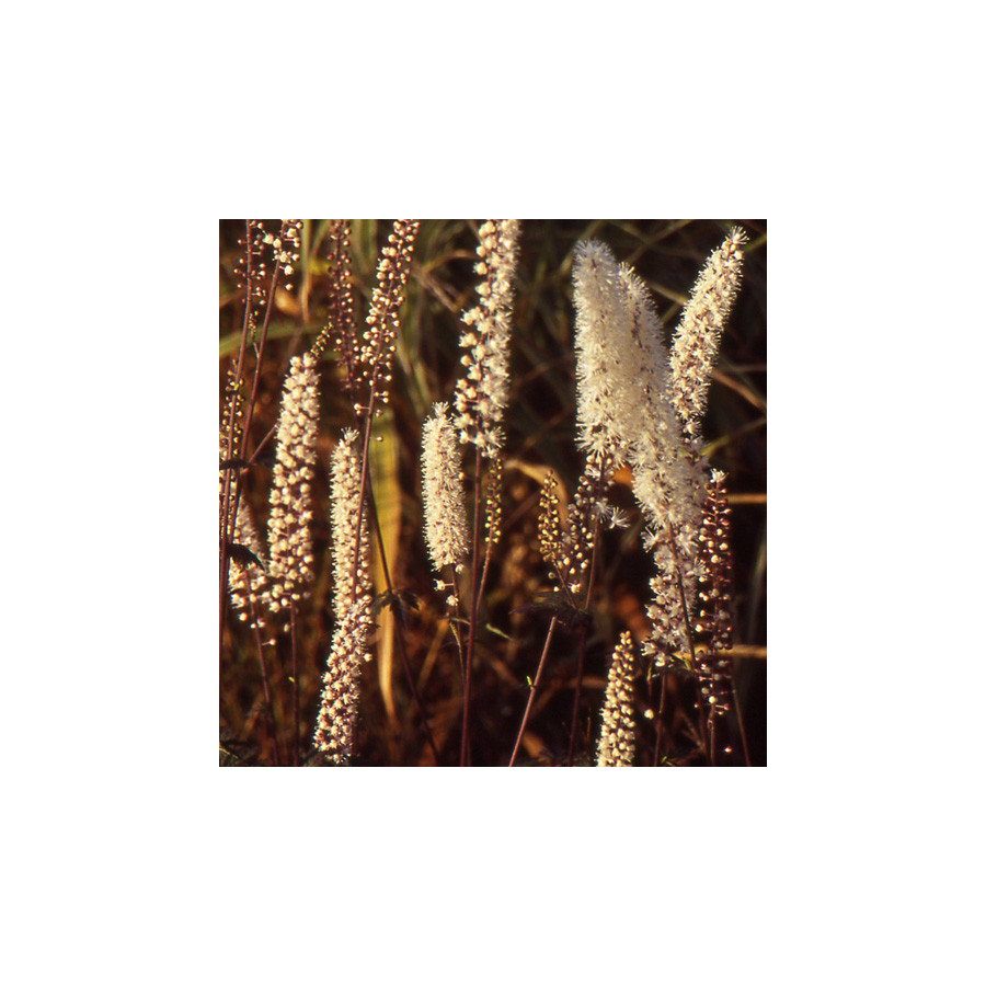 Plantes Vivaces ACTAEA simplex 'Atropurpurea' (Cimicifuga) - Cierge d'argent en vente - Pépinière Lepage .