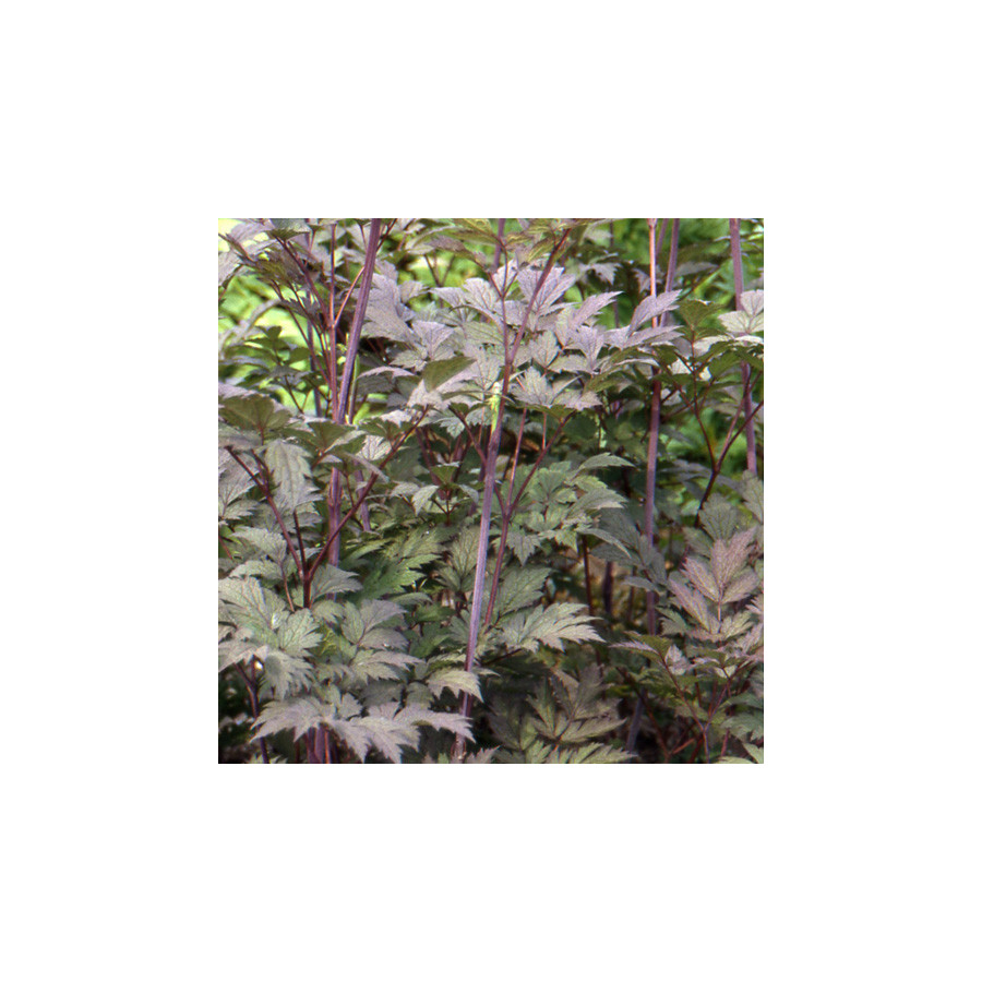 Plantes Vivaces ACTAEA simplex 'Atropurpurea' (Cimicifuga) - Cierge d'argent en vente - Pépinière Lepage .