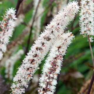 plantes-vivaces-actaea-simplex-brunette-cimicifuga-cierge-d-argent-en-vente-pepiniere-lepage-