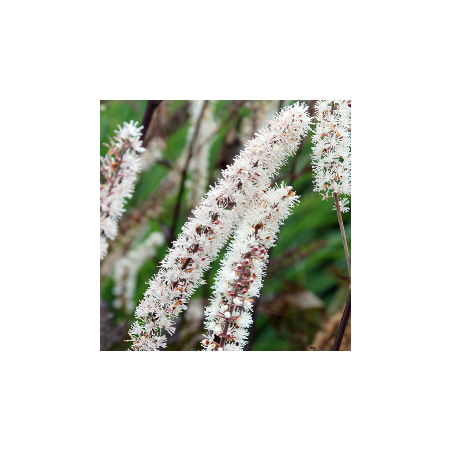 plantes-vivaces-actaea-simplex-brunette-cimicifuga-cierge-d-argent-en-vente-pepiniere-lepage-