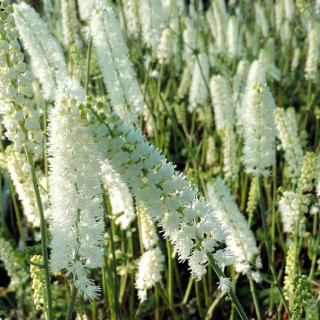 plantes-vivaces-actaea-simplex-white-pearl-cimicifuga-cierge-d-argent-en-vente-pepiniere-lepage-