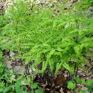 plantes-vivaces-adiantum-pedatum-capillaire-du-canada-en-vente-pepiniere-lepage-