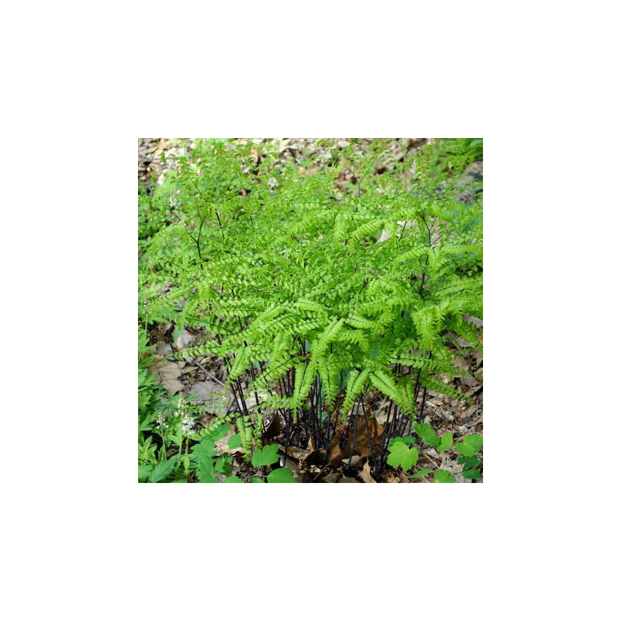 plantes-vivaces-adiantum-pedatum-capillaire-du-canada-en-vente-pepiniere-lepage-
