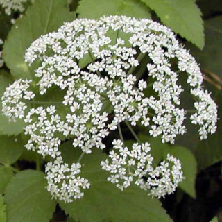 plantes-vivaces-aegopodium-podagraria-herbe-aux-goutteux-en-vente-pepiniere-lepage-