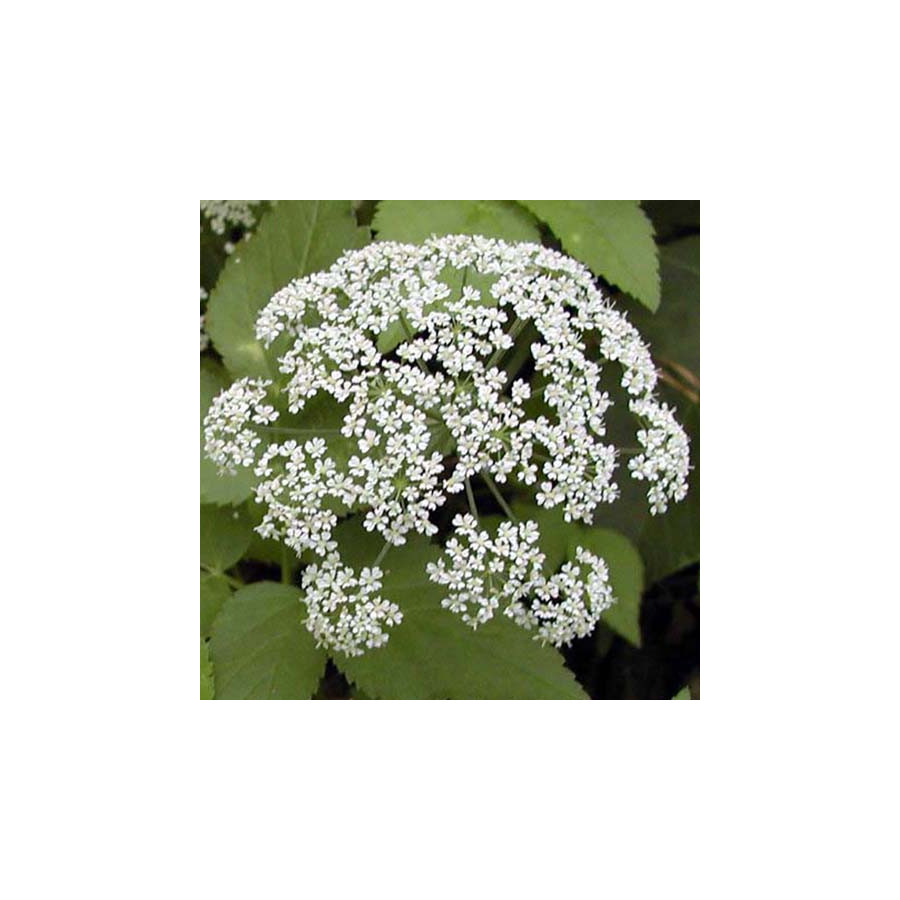 plantes-vivaces-aegopodium-podagraria-herbe-aux-goutteux-en-vente-pepiniere-lepage-