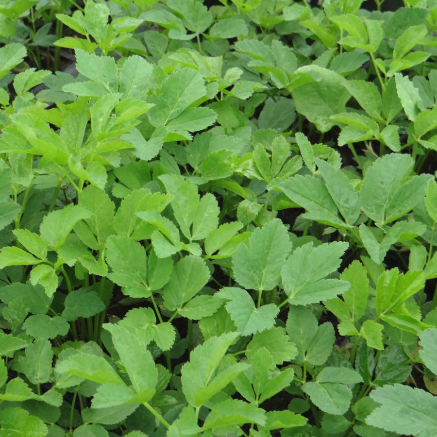 plantes-vivaces-aegopodium-podagraria-herbe-aux-goutteux-en-vente-pepiniere-lepage-