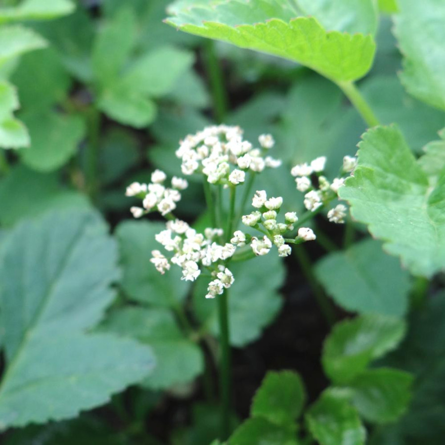 plantes-vivaces-aegopodium-podagraria-herbe-aux-goutteux-en-vente-pepiniere-lepage-