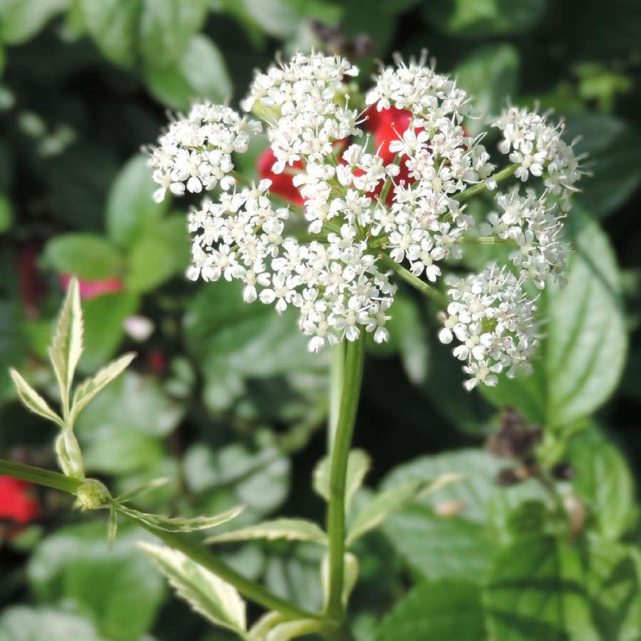 plantes-vivaces-aegopodium-podagraria-variegatum-herbe-aux-goutteux-en-vente-pepiniere-lepage-