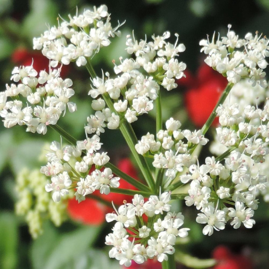 plantes-vivaces-aegopodium-podagraria-variegatum-herbe-aux-goutteux-en-vente-pepiniere-lepage-