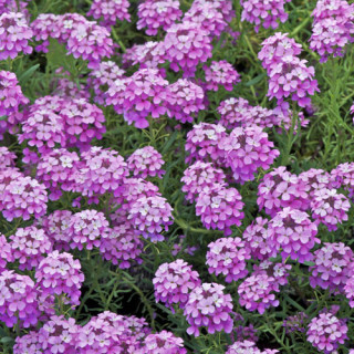 plantes-vivaces-aethionema-armenum-warley-rose-aethioneme-en-vente-pepiniere-lepage-