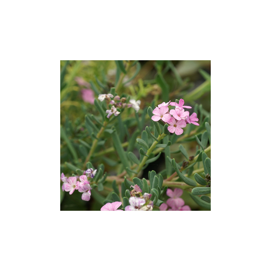 plantes-vivaces-aethionema-armenum-warley-rose-aethioneme-en-vente-pepiniere-lepage-