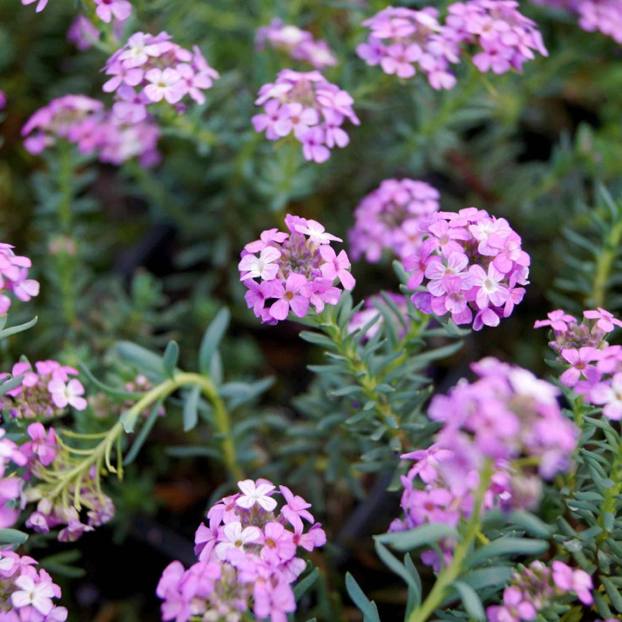 plantes-vivaces-aethionema-armenum-warley-rose-aethioneme-en-vente-pepiniere-lepage-