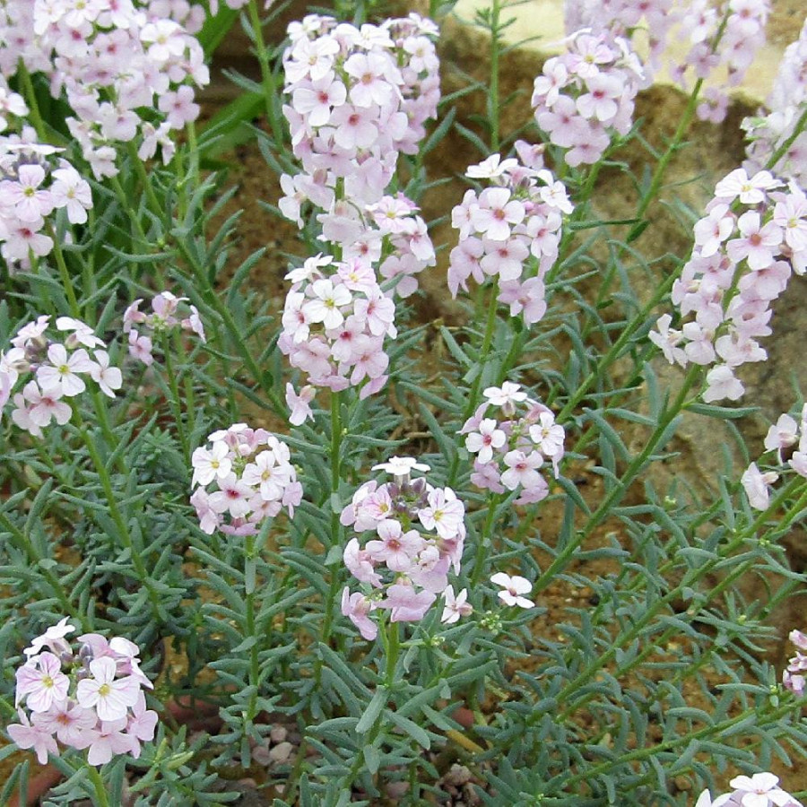 plantes-vivaces-aethionema-coridifolium-aethioneme-en-vente-pepiniere-lepage-