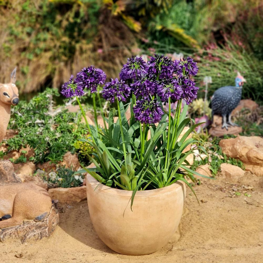 AGAPANTHUS 'Black Jack' ®