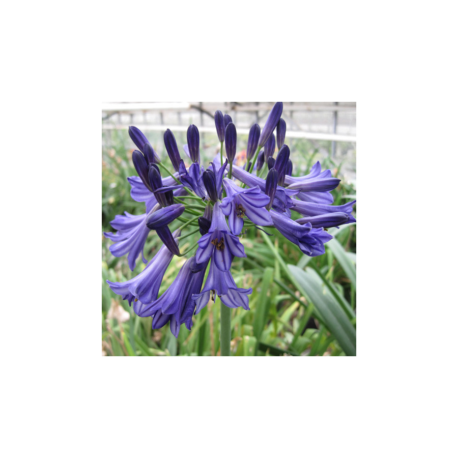 plantes-vivaces-agapanthus-black-pantha-R-agapanthe-en-vente-pepiniere-lepage-