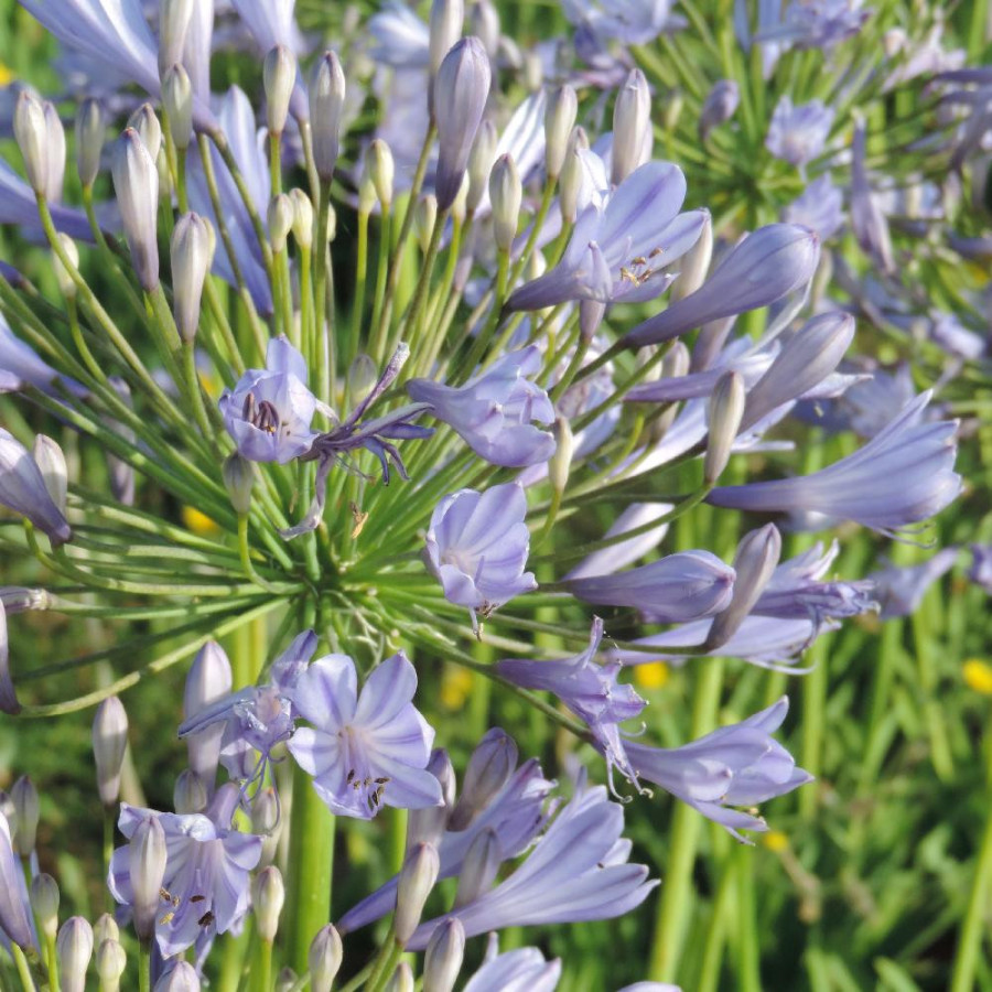 plantes-vivaces-agapanthus-blue-triumphator-agapanthe-en-vente-pepiniere-lepage-