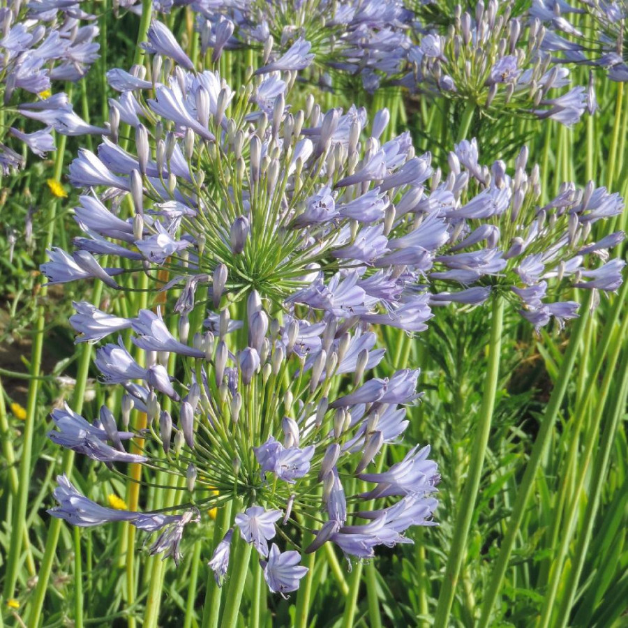 plantes-vivaces-agapanthus-blue-triumphator-agapanthe-en-vente-pepiniere-lepage-