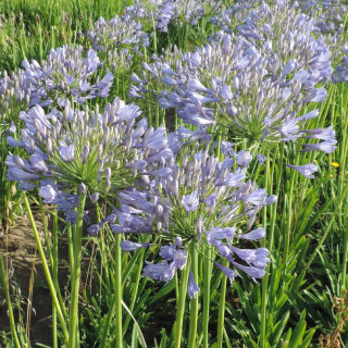 plantes-vivaces-agapanthus-blue-triumphator-agapanthe-en-vente-pepiniere-lepage-