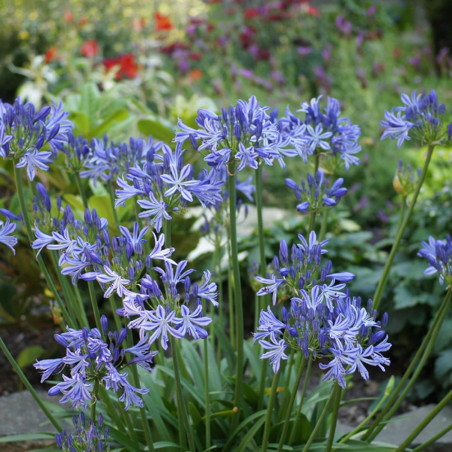 Plantes Vivaces AGAPANTHUS 'Charlotte' ® - Agapanthe en vente - Pépinière Lepage .