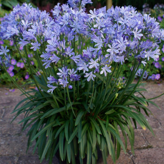 Plantes Vivaces AGAPANTHUS 'Charlotte' ® - Agapanthe en vente - Pépinière Lepage .