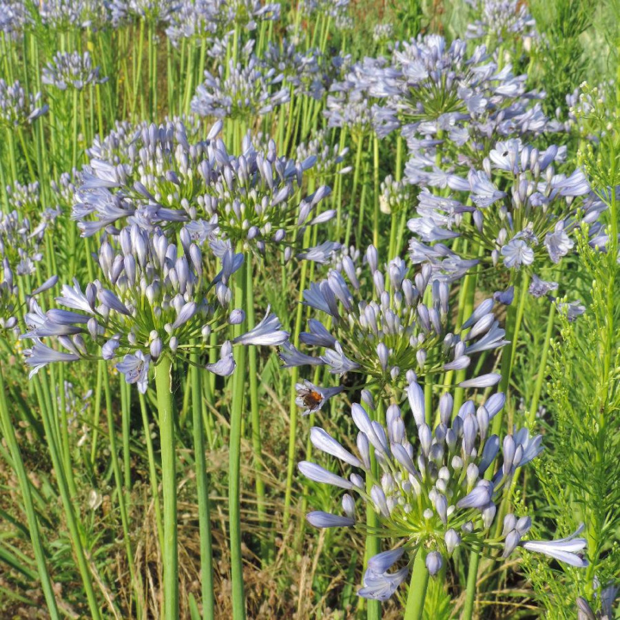 plantes-vivaces-agapanthus-donau-agapanthe-en-vente-pepiniere-lepage-