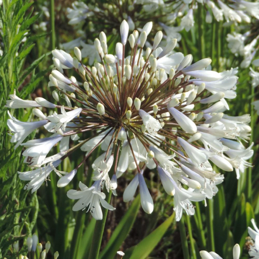 Plantes Vivaces AGAPANTHUS 'Enigma' - Agapanthe en vente - Pépinière Lepage .