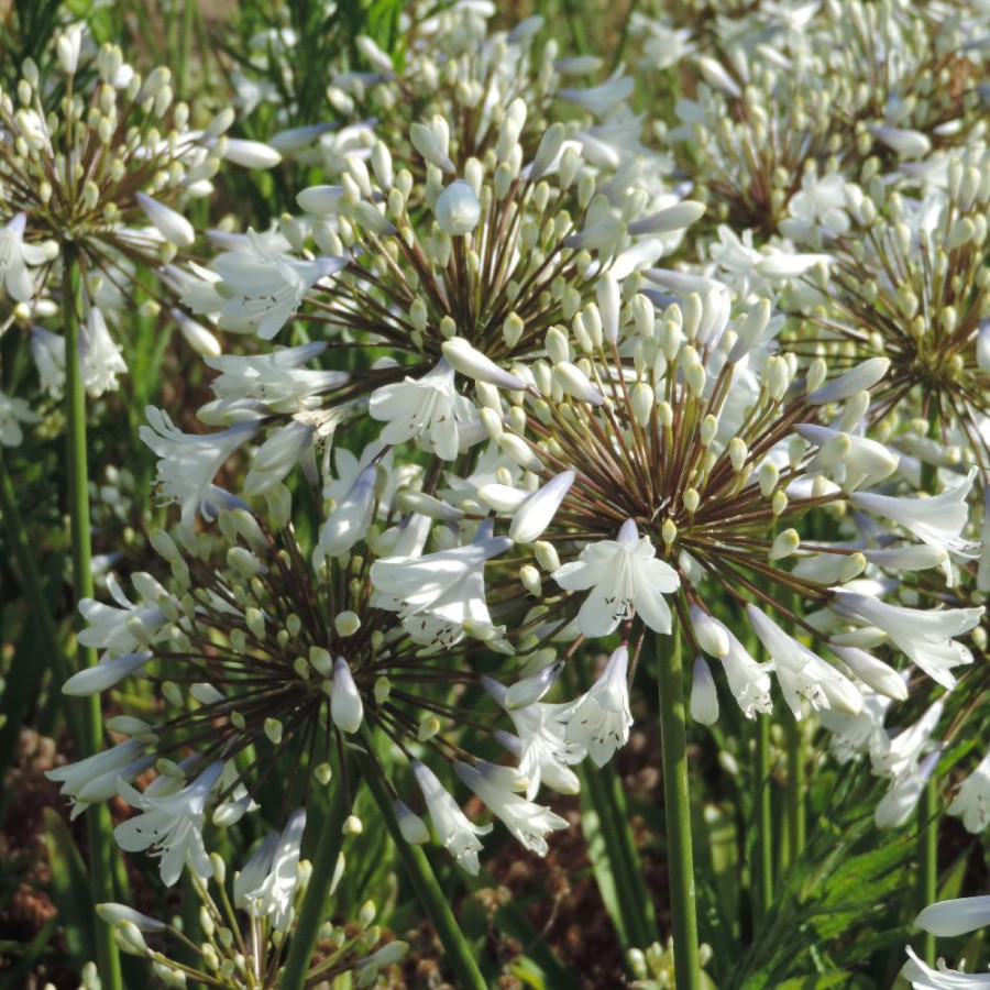Plantes Vivaces AGAPANTHUS 'Enigma' - Agapanthe en vente - Pépinière Lepage .