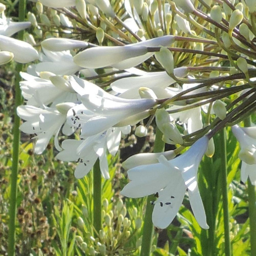Plantes Vivaces AGAPANTHUS 'Enigma' - Agapanthe en vente - Pépinière Lepage .