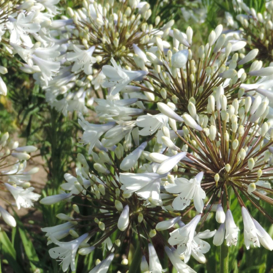 Plantes Vivaces AGAPANTHUS 'Enigma' - Agapanthe en vente - Pépinière Lepage .