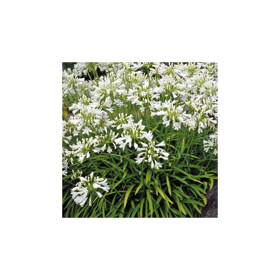 plantes-vivaces-agapanthus-getty-white-agapanthe-en-vente-pepiniere-lepage-