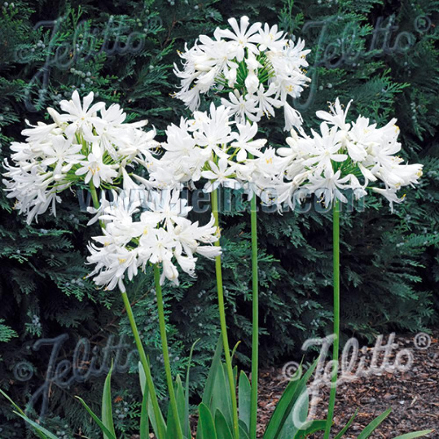 plantes-vivaces-agapanthus-getty-white-agapanthe-en-vente-pepiniere-lepage-