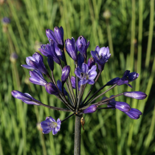 plantes-vivaces-agapanthus-intermedius-agapanthe-en-vente-pepiniere-lepage-